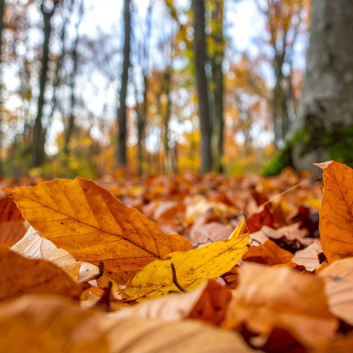 The Nourishing Season — Why Fall and Fine Meats Belong Together