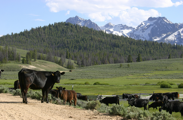 Grass-Fed vs. Grain-Fed Beef